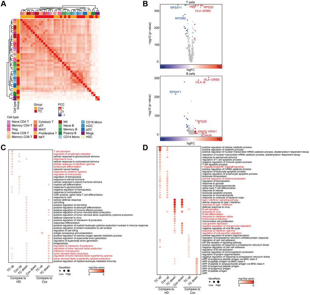 Analysis of functional changes between TCs and Covs. (A) Hierarchical clustering using the Pearson Correlation Coefficient (PCC) of a normalized transcriptome change between disease groups and HDs at cell type resolution. The color intensity indicates the PCC and the color bars above the heatmap indicate the cell type and disease group. (B) Differentially expressed genes in TCs compared to Covs in T and B cells. Red dots represent genes upregulated in TCs (logFC ≥ 0.25 and adjusted p p  0.5 were labeled by gene symbols. (C, D) Enriched GO pathways of COVID-19 groups in T (C) and B (D) cells (left 4 columns: DEGs for TCs and Covs compared to HDs, right 4 columns: DEGs between TCs and Covs). The color intensity indicates the enrichment p-values and the point size indicates the ratio of gene enrich in each pathway.