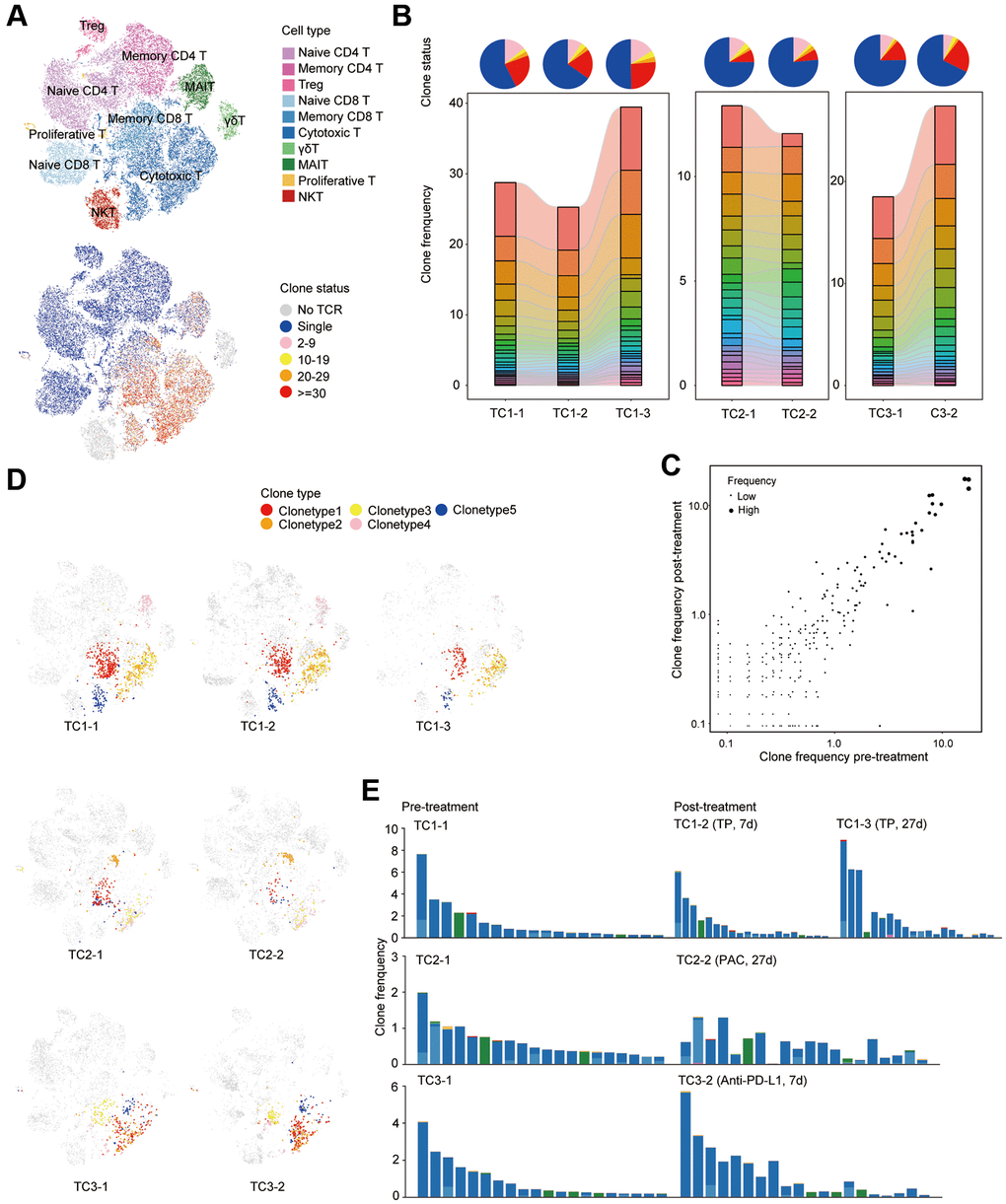 Clonal dynamics of T cells pre- and post-treatment in COVID19 patients with tumor. (A) t-SNE plot of T cells colored by cell types (top) and clone status (bottom). (B) The proportion of each clone status (top) and clone type (bottom). Bars are colored by the top 20 most abundant clones in each patient at different time points. (C) Scatterplots comparing TCR clone frequencies pre- and post-treatment. Shown are amplified clones (n > 1). (D) t-SNE plot of single cells colored by selected TCR clones. Shown are the top 5 most abundant clones before treatment in each patient at different time point. (E) Phenotypes of single cells belonging to the same TCR clone. Shown are the top 20 most abundant clones before treatment in each patient at different time point.