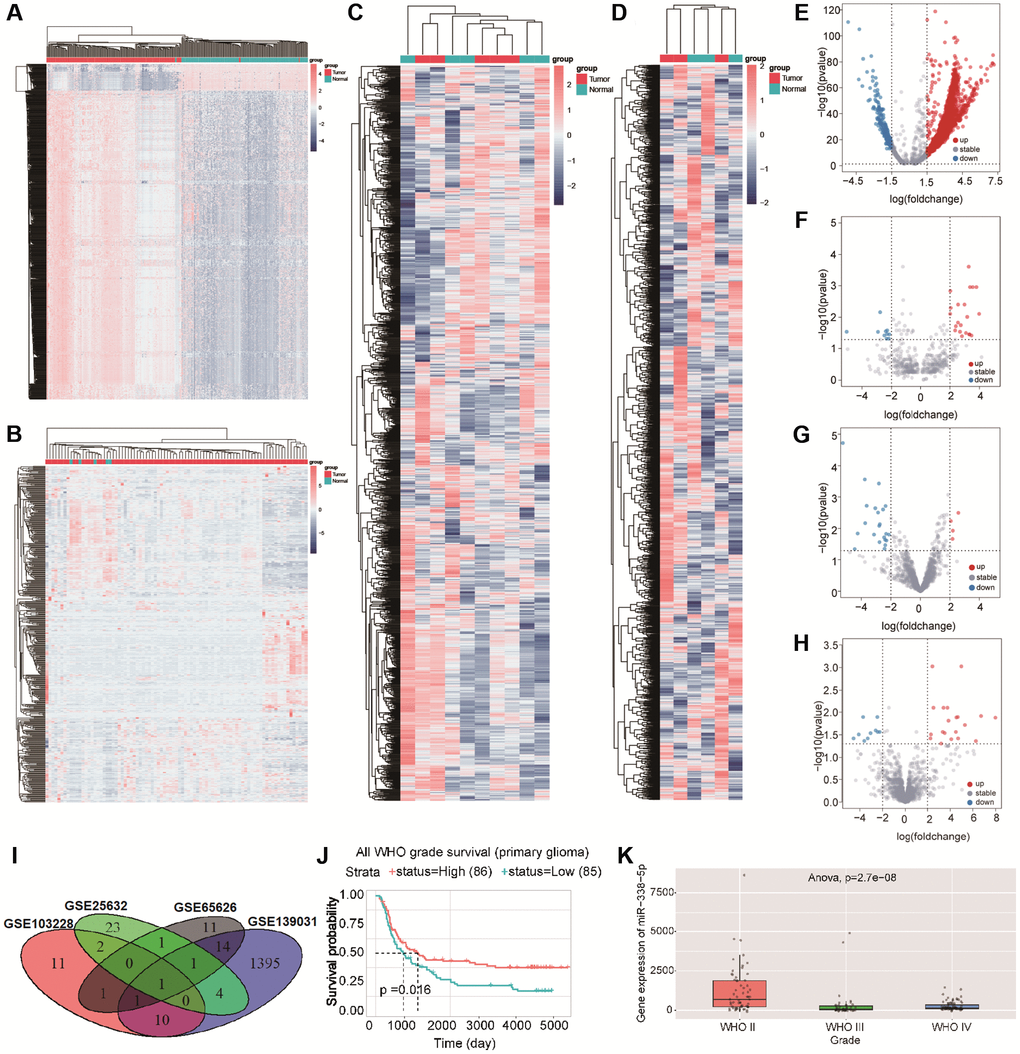 (A–D) Cluster analysis showed the differential genes in GSE139031, GSE25632, GSE103228, and GSE65626 in turn .red dots indicated upregulated differential genes and blue dots indicated downregulated differential genes. (E–H) volcano map showed the differential genes in GSE139031, GSE25632, GSE103228, and GSE65626, Red dots represent differential genes with logFC ≥ 2, p p I)The Venn diagram shows the intersection of differential genes between GSE139031, GSE25632, GSE103228, and GSE65626. (J) Survival analysis demonstrated the effect of miR-338-5p on glioma. (K) The box diagram showed that the expression level of miR-338-5p in WHO II was significantly higher than that in WHO III and WHO IV.