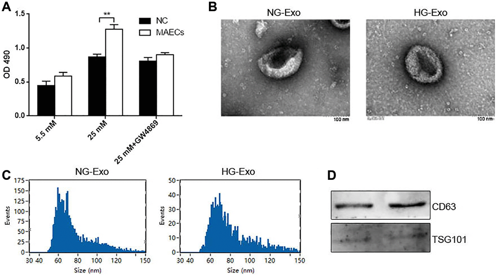 HG promotes exosomes secretion in MAECs. (A) CCK-8 was used to detect cell viability in VSMCs co-cultured with MAECs (**p B) Cell viability was detected by Edu assay. (C) NTA measured the size distribution of exosomes from an HG or NG condition. (D) Western blot analysis detected the expression of exosome markers CD63 and TSG 101.