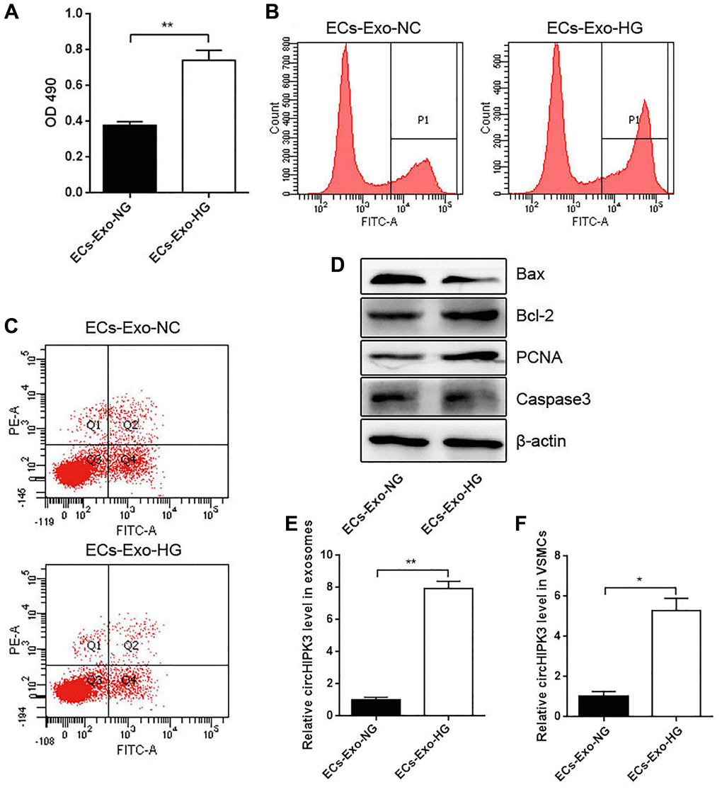 Effects of MAEC-derived exosomes on VSMC proliferation and apoptosis. (A) CCK-8 was used to detect cell viability in VSMCs incubated with exosomes isolated from MAECs cultured in an HG or NG medium (**p B) Edu assay was used to detect cell viability by FCM. (C) FCM detected the apoptosis of VSMCs. (D) Western blot analysis detected the expression of Bax, Bcl2, PCNA, and Caspase 3. (E) The relative expression of circHIPK3 in the exosomes of ECs-Exo-NG or ECs-Exo-HG detected by qRT-PCR (**p F) The relative expression of circHIPK3 in VSMCs incubated with ECs-Exo-NG or ECs-Exo-HG detected by qRT-PCR (*p 
