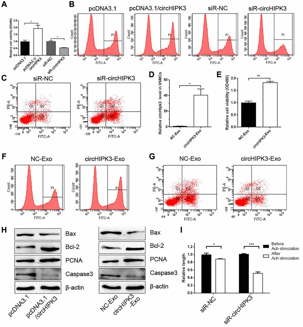 MAEC-derived exosomal circHIPK3 promotes VSMC proliferation and inhibited VSMC apoptosis. (A) CCK-8 was used to detect cell viability in VSMCs when overexpressing or knocking down circHIPK3 in VSMCs (*p *p B) Edu assay was used to detect cell viability by FCM. (C) FCM detected the apoptosis of VSMCs transfected with siR-circHIPK3 or siR-NC. (D) The relative expression of circHIPK3 in VSMCs incubated with exosomes isolated from 293A cells overexpressing circHIPK3 (*p E) CCK-8 was used to detect cell viability in VSMCs incubated with NC-Exo or circHIPK3-Exo (**p F) Edu assay was used to detect cell viability by FCM. (G) FCM detected the apoptosis of VSMCs. (H) Western blot analysis detected the expression of Bax, Bcl2, PCNA, and Caspase 3. (I) Cell length was calculated after infection with siR-NC or siR-circHIPK3 before and after inducing by Ach (*p ***p 