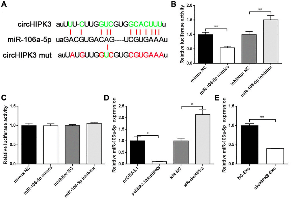circHIPK3 sponges miR-106a-5p. (A) Putative miR-106a-5p binding sequences in wild-type or mutated circHIPK3. (B) Luciferase report assay showed the direct relationship between wild-type circHIPK3 and miR-106a-5p (**p **p C) Luciferase report assay showed the direct relationship between circHIPK3 mutation and miR-106a-5p. (D) qRT-PCR was performed to detect the amount of miR-106a-5p mRNA in VSMCs after the overexpression or knockdown of circHIPK3 (*p *p E) miR-106a-5p level was detected by qRT-PCR when cells were incubated with exosomes (**p 