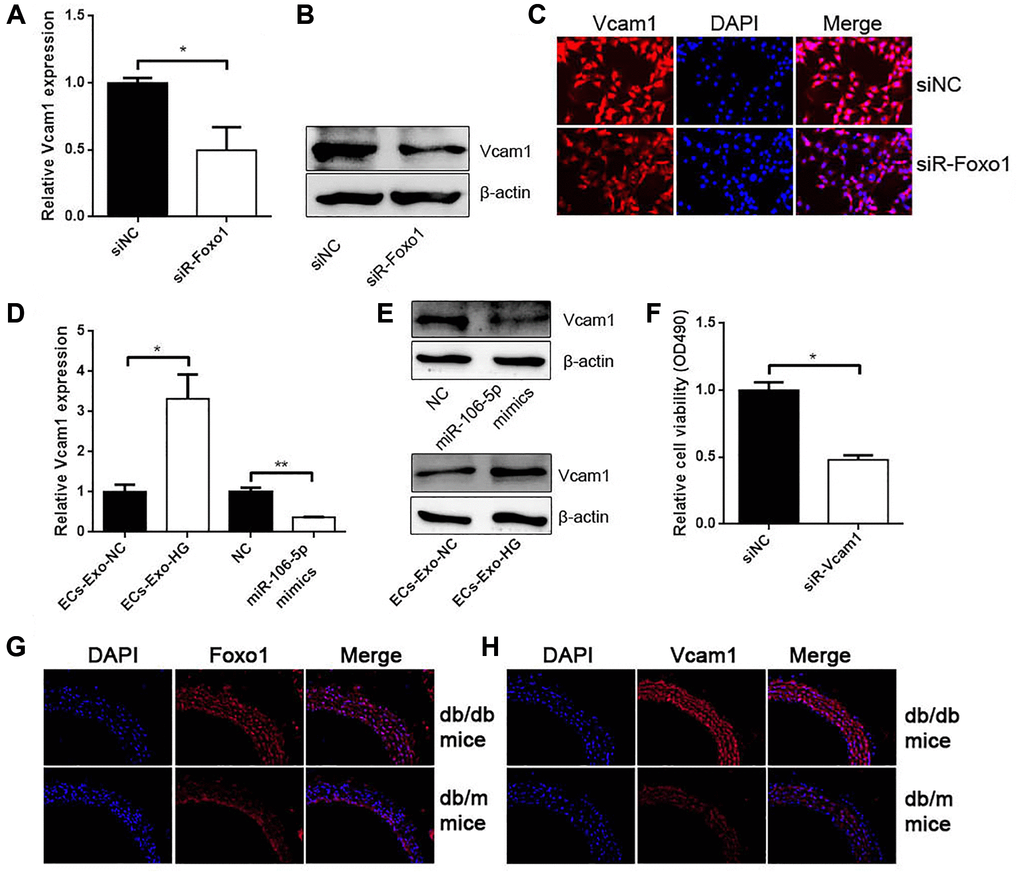 Foxo1 serves as a transcription factor to regulate Vcam1 expression. (A) qRT-PCR, (B) western blot analysis, and (C) IF staining detected Vcam1 mRNA and protein levels in VSMCs knocking down Foxo1 (*p D) qRT-PCR and (E) western blot analysis detected Vcam1 mRNA and protein levels in VSMCs (*p **p F) CCK-8 was used to detect cell viability in VSMCs knocking down Vcam1 (*p G–H) The expression of Foxo1 (G) and Vcam1 (H) in the aorta of db/db mice and db/m mice by IF.