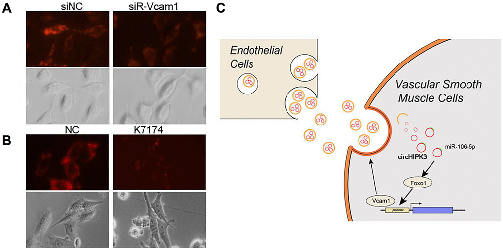 Vcam1 mediated the EC uptake of EC-derived exosomes in VSMCs. (A–B) DiI-labeled exosomes derived from MAECs exposed to VSMCs when Vcam1 was (A) knocked down or (B) treated with K-7174. (C) The overview of this research.