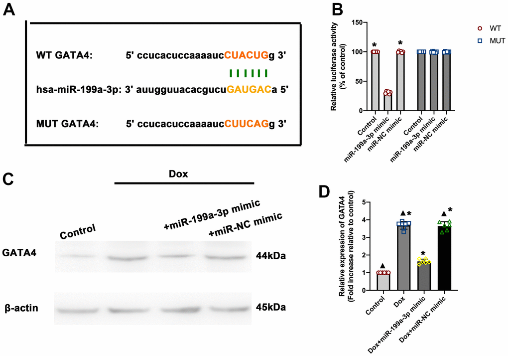 MiR-199a-3p directly targeted GATA4. (A) Predicted miR-199a-3p binding site in the 3’-UTR of GATA4. The corresponding sequence in the mutated (MUT) version is also shown. (B) Luciferase activity was analyzed 48 h after transfection of the miR-199a-3p mimic or miR-NC mimic. *P n = 6 per group. (C,D) Western blot analysis of GATA4. The size of markers (in kDa) is indicated. *P ▲P n = 6 per group.