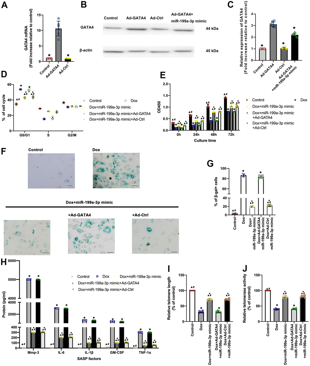 MiR-199a-3p repressed GATA4 contributing to the anti-senescent effect against Dox. (A–C) Cardiomyocytes were infected with Ad-GATA4, Ad-Ctrl, or Ad-GATA4+miR-199a-3p mimic. After 24 h, the cell lysates were harvested for qRT-PCR (A) and western blot analysis (B,C). *P n = 6 per group. (D) The percentages of cells in the three phases of the cell cycle determined by flow cytometry. (E) Cellular proliferation was measured using the CCK-8 assay. (F) Representative images of SA-β-gal staining (senescent cells are stained green). Scale bars, 20 μm. (G) The percentage of senescent cells was calculated. (H) SASP factor protein levels quantified by Luminex of the medium. The medium was collected from such cells as follows: transfection with the miR-199a-3p mimic or the miR-199a-3p mimic + Ad-GATA4, or the miR-199a-3p mimic + Ad-Ctrl, followed by exposure to Dox. The untreated cardiomyocytes were used as the control. (I) Telomere length was detected by qRT-PCR. (J) Telomerase activity was determined using telomerase repeat amplification protocol (TRAP). *P ▲P #P n = 6 per group.