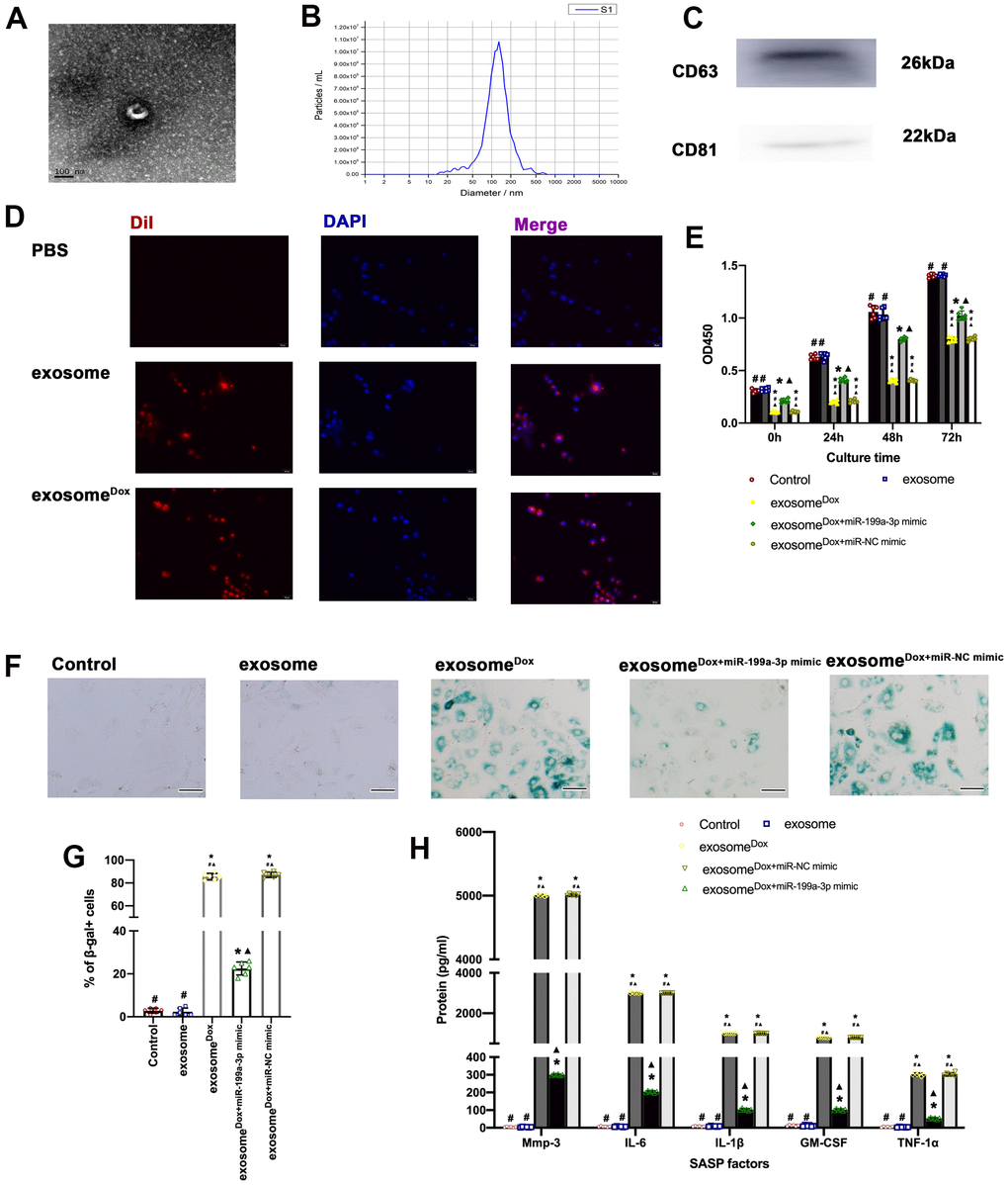 MiR-199a-3p eliminated the spread of senescence among cardiomyocytes. (A) Representative electron micrograph of isolated exosomes. Scale bar: 100 nm. (B) Size of exosomes measured using a Zetasizer Nano ZS instrument. (C) Protein levels of CD63 and CD81, two exosome markers. (D) DiI-labeled exosomes (red) were internalized into DAPI-labeled cardiomyocytes (blue). Scale bar, 20 μm. (E) Cellular proliferation was measured using the CCK-8 assay. (F) Representative images of SA-β-gal staining (senescent cells are stained green). Scale bars, 20 μm. (G) The percentage of senescent cells was calculated. (H) SASP factor protein levels quantified by Luminex of the medium. The medium was collected from cells as follows: treated with exosome, exosomeDox, exosomeDox+miR-199a-3p mimic, and exosomeDox+miR-NC mimic. The untreated cardiomyocytes were used as control. *P ▲P #P Dox+ miR-199a-3p mimic in repeated-measures ANOVA, n = 6 per group.