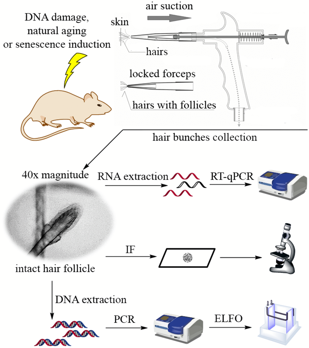 Design of the customized suction-based collector of hair follicle samples and scheme of the experimental workflow in the study.