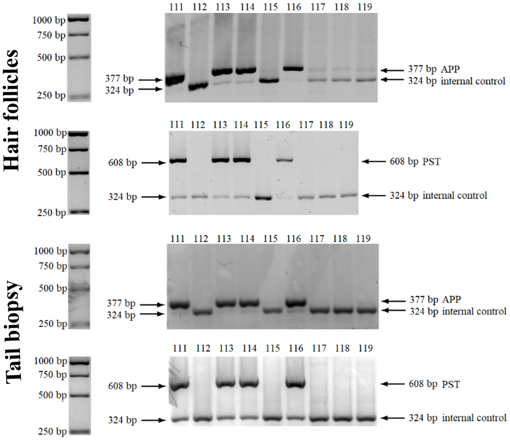 Genotyping using murine hair follicles. Results of PCR-agarose gel electrophoresis showing the presence or absence of APP and PST transgenes in representative samples (from mice 111 – 119), of both biological materials - hair follicles and tail biopsies. A 1 kb GeneRuler DNA ladder is presented on the left side.