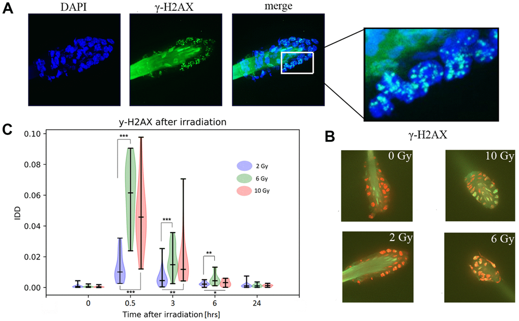 Immunofluorescent detection of γ-H2AX in murine hair follicles. (A) Representative images of a follicle after ionizing irradiation, extracted as maximum intensity projection from z-stack scanning by confocal spinning disc microscopy. Nuclei stained with DAPI and γ-H2AX foci and hair shaft autofluorescence are visible in the green channel. (B) Representative images used in the computational analyses of one z-stack layer, the red color of the nuclei (DNA) was selected artificially to maximize the visibility of green γ-H2AX foci. (C) Results of image analyses in terms of IDD (intensity of DNA damage), with each data point representing the area of the γ-H2AX signal related to the area of the nuclei in one scanned hair follicle in z-stack mode. Probability density of the data, maximal and minimal values, medians, and results of a multiple Kruskal-Wallis test (*p