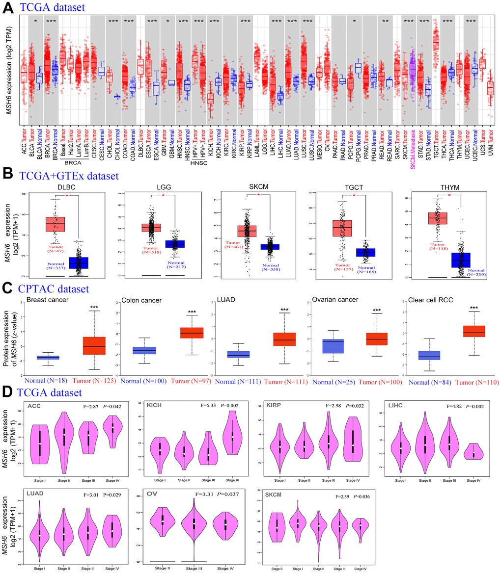 The MSH6 expression level in different tumor tissues and stages. (A) The TCGA project’s MSH6 gene expression difference in different tumors or specific tumor subtype tissues and adjacent normal tissues was analyzed by TIMER2. *PB) In the GTEx database, the corresponding normal tissues were applied as controls, and GEPIA2 was applied to analyze the expression status of MSH6 gene in LGG, SKCM, DLBC, TGCT and THYM tumors. *P C) Difference of the MSH6 total protein expression between normal and tumor tissues of breast cancer, lung adenocarcinoma, colon cancer, ovarian cancer and clear cell RCC were analyzed based on the CPTAC dataset. ***PD) On the basis of the TCGA dataset, GEPIA2 was applied to analyze the expression level of MSH6 gene by the different pathological stages (stage I, II, III, IV and V) in LUAD, KICH, LIHC, ACC, KIRP, OV and SKCM tumors.