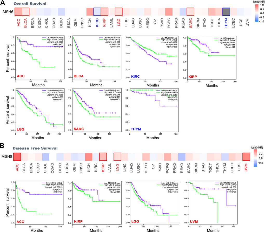 Correlation between MSH6 gene expression and survival prognosis of all TCGA tumors were analyzed by using the GEPIA2 tool. (A) Overall survival analysis. (B) Disease-free survival analysis. The positive results with significant differences were given through survival map and Kaplan-Meier curves.
