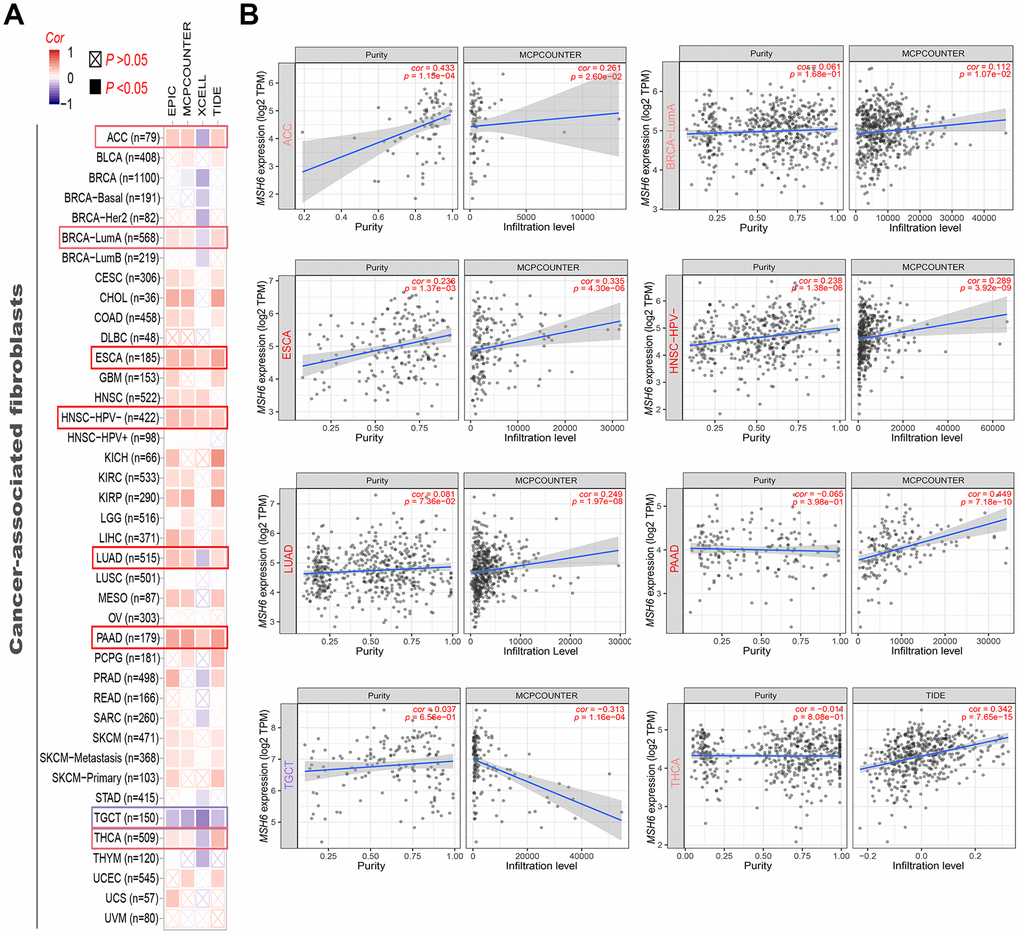 Correlation analysis between MSH6 gene expression and immune infiltration of cancer-associated fibroblasts. (A) Different algorithms (including MCPCOUNTER, EPIC, XCELL and TIDE) were applied to evaluate the relationship between MSH6 expression and the immune infiltration level of cancer-associated fibroblasts for all TCGA tumors. (B) The scatterplot data of the selected tumor generated using one of the algorithms were supplied.