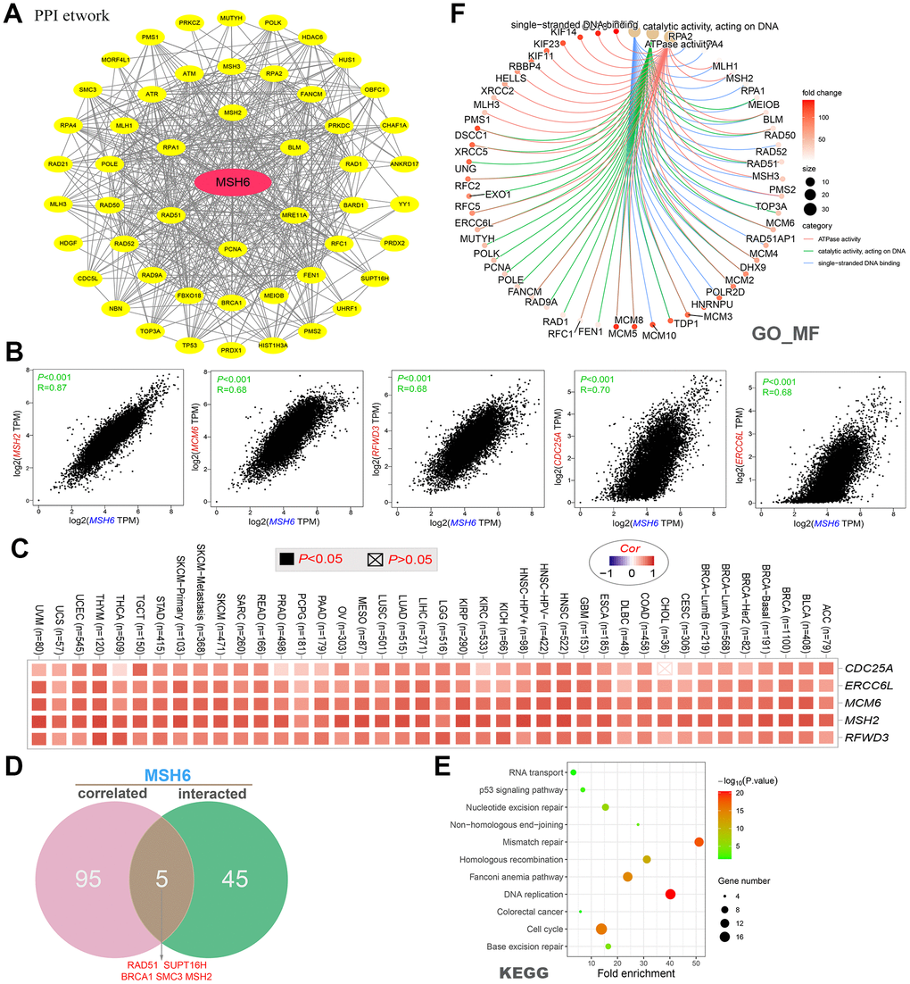 MSH6-related gene function enrichment analysis. (A) On the basis of the STRING tool, a total of 50 available experimentally verified MSH6-binding proteins were obtained. (B) The top 100 MSH6-correlated genes in the TCGA project were gained by using the GEPIA2 tool, and it analyzed the expression correlation between MSH6 and the top 5 targeting genes (including MSH2, MCM6, RFWD3, CDC25A and ERCC6L). (C) It displayed the corresponding heatmap data of the selected targeting genes in the TCGA detailed cancer type are displayed. (D) Intersection analysis of MSH6-correlated genes and MSH6-binding protein. (E) KEGG pathway analysis on the basis of MSH6-correlated genes and MSH6-binding protein. (F) The cnetplot for GO enrichment analysis (molecular function data) based on MSH6-correlated genes and MSH6-binding protein.