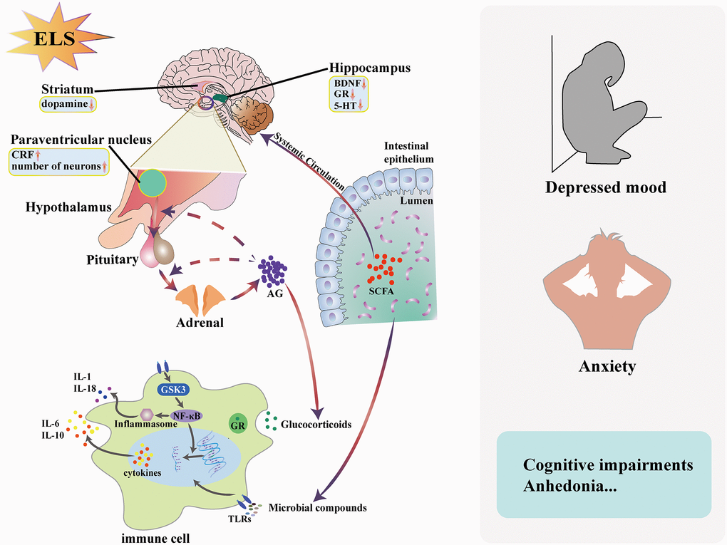 Early life stress (ELS) contributes to the development of depression through the endocrine system, immune system and gut microbiota. ELS can lead to high reactivity of HPA axis response to stress and the disorder of HPA axis is closely related to the development of depression. The imbalance of immune system caused by the disorder of glucocorticoid secretion and the change of gut microbiota are also related to the development of depression. Abbreviations: GR: glucocorticoid receptor; TLR: Toll-like receptor; GRF: corticotropin releasing factor; ELS: early life stress; 5-HT: 5-hydroxytryptamine; IL-1: interleukin-1; IL-6: interleukin-6; IL-10: interleukin-10; IL-18: interleukin-18; BDNF, brain-derived neurotrophic factor; SCFA: short-chain fatty acid; AG: adrenal glucocorticoid; GSK3: Glycogen synthase kinase 3; NF-κB: nuclear factor-κ -gene binding.