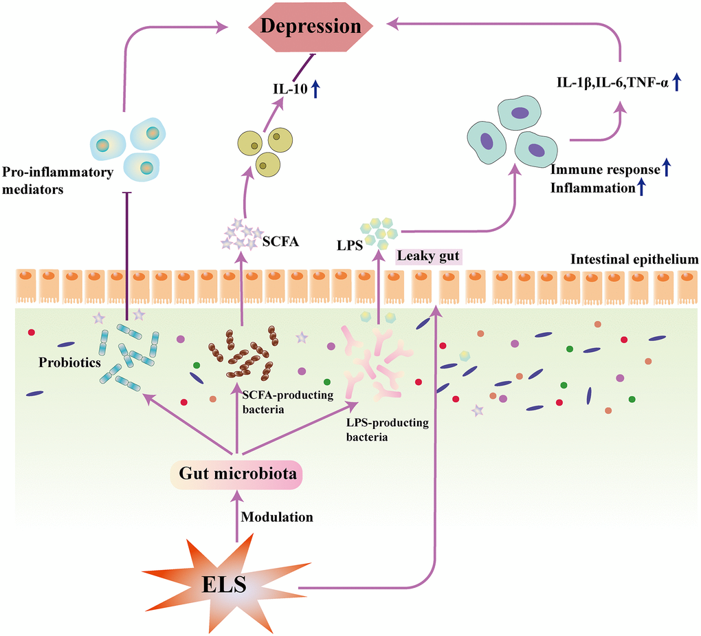 Early life stress produces gut defects and increases gut permeability, leading to translocation of LPS and gut microbiota. LPS can aggravate the body’s inflammatory response and increase the risk of depression. Probiotics and SCFA can reverse this process and reduce the risk of depression. Abbreviations: LPS: lipopolysaccharide; SCFA: short-chain fatty acid; ELS: early life stress; IL-1β: interleukin-1β; IL-6: interleukin-6; IL-10: interleukin-10; TNF-α: tumor necrosis factor-α.