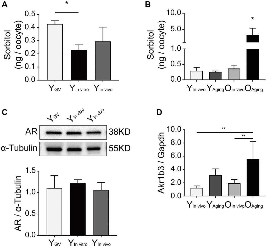 Effect of sorbitol accumulation on oocytes of aged mice. (A) The level of sorbitol in the IVM oocytes of young mice was significantly lower than that in the GV oocytes (n = 50). (B) The level of sorbitol in aged oocytes was significantly increased after in vitro aging (n = 50). (C) Effect of in vitro maturation on the expression of AR in the oocytes of young mice. YGV was the GV oocyte of young mice, YIn vitro was the young IVM oocyte, and YIn vivo was the young oocyte during in vivo natural maturation. (D) Effect of in vitro aging on the expression of Akr1b3 in the oocytes of aged mice. YAging was the oocyte of young mice undergoing in vitro aging, OIn vivo was the aged oocyte during in vivo natural maturation, and OAging was the aged oocyte undergoing in vitro aging. All experiments were repeated at least three times. *P **P 