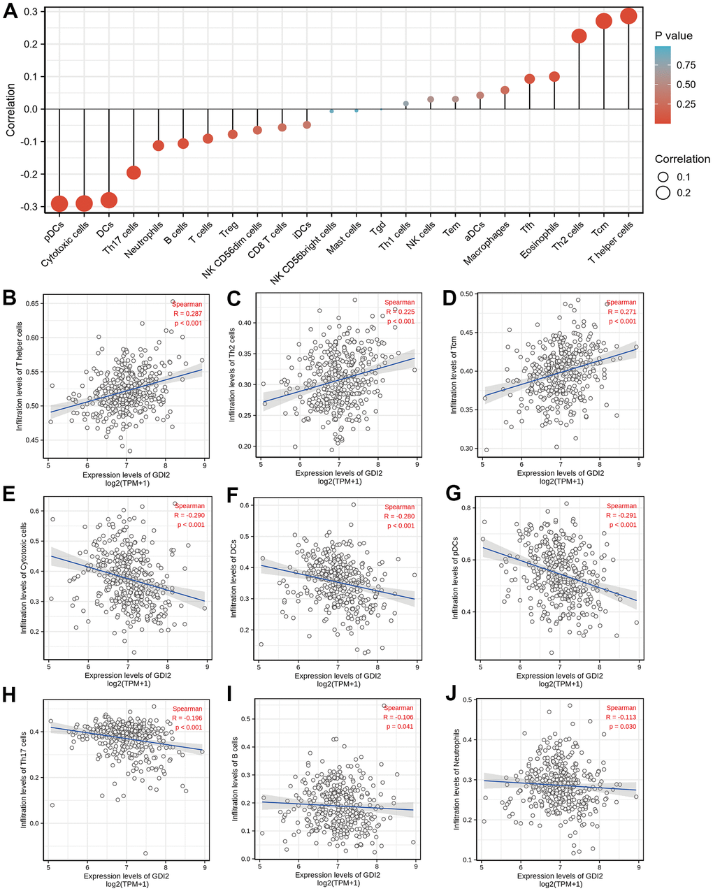 Immune infiltration analysis based on GDI2 expression by ssGSEA. (A) The GDI2 expression level was associated with the relative abundances of 24 immune cell subsets involved in immune infiltration in the tumor microenvironment. (B–J) Correlation between the relative enrichment score of immune cells and the expression level (TPM) of GDI2. The size of dots shows the absolute value of Spearman R. Positive correlations were found in (B) T helper cells; (C) Th2 cells; and (D) Tcm cells, Negative correlations were found in (E) Cytotoxic cells; (F) Dendritic cells (DCs); (G) Plasmacytoid Dendritic cells (pDCs); (H) Th17 cells; (I) B cells; and (J) Neutrophils. *P 