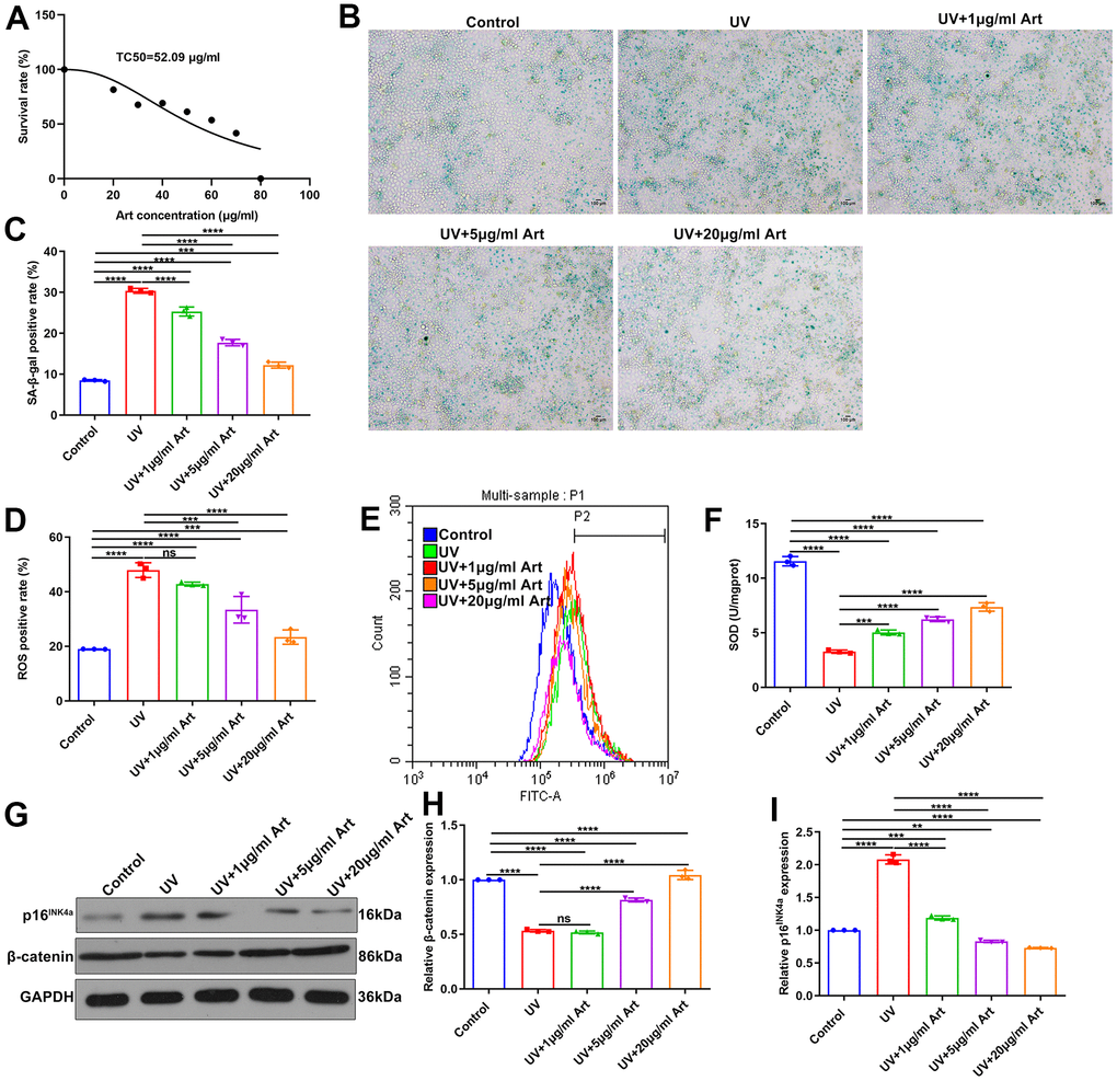 Art pretreatment markedly reduces UVB-irradiated cell senescence, intracellular ROS production and p16INK4a expression and increases SOD and β-catenin expression in HaCaT cells. (A) MTT assay for determining TC50 of Art in HaCaT cells. (B, C) SA-β-gal staining for cell senescence in control group, UV group, UV + 1 μg/ml Art group, UV + 5 μg/ml Art group and UV + 20 μg/ml Art group. Scale bar: 100 μm. Magnification: 200×. (D, E) Flow cytometry of intracellular ROS production in each group. (F) Detection of SOD levels in HaCaT cells of different groups. (G–I) Western blot of the relative expression of β-catenin and p16INK4a in each group. Ns: not significant; **p
