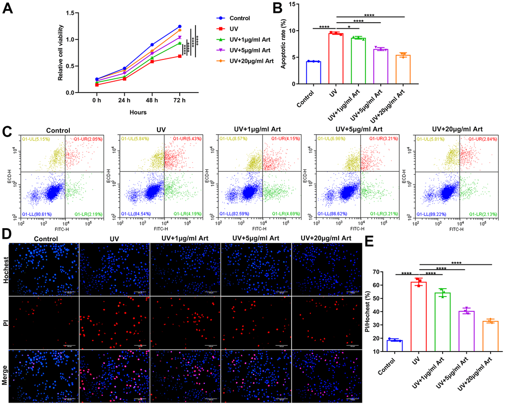 Art treatment promotes cell viability and inhibits apoptosis in UVB-irradiated HaCaT cells. (A) CCK-8 of the growth rate of HaCaT cells in control group, UV group, UV + 1 μg/ml Art group, UV + 5 μg/ml Art group and UV + 20 μg/ml Art group. (B, C) Flow cytometry of apoptotic levels in each group. (D, E) Hoechst/PI staining for morphological changes of HaCaT cell apoptosis in each group. Scale bar: 100 μm. Magnification: 200×. *p