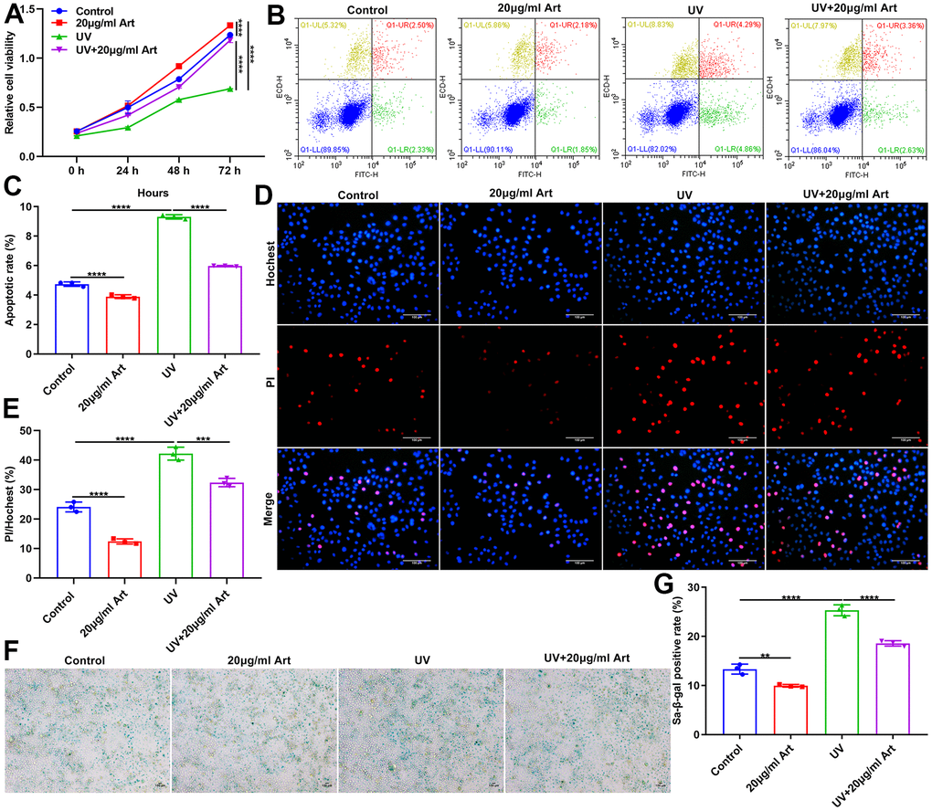 Art treatment ameliorates UVB irradiation-induced cell senescence and has no toxic side effects on normal HaCaT cells. (A) CCK-8 of the growth rate of HaCaT cells in control group, 20 μg/ml Art group, UV group, UV + 20 μg/ml Art group. (B, C) Flow cytometry of apoptotic levels in each group. (D, E) Hoechst/PI staining for morphological changes of HaCaT cell apoptosis in each group. Scale bar: 100 μm. Magnification: 200×. (F, G) SA-β-gal staining for cell senescence in each group. Scale bar: 100 μm. Magnification: 200×. **p