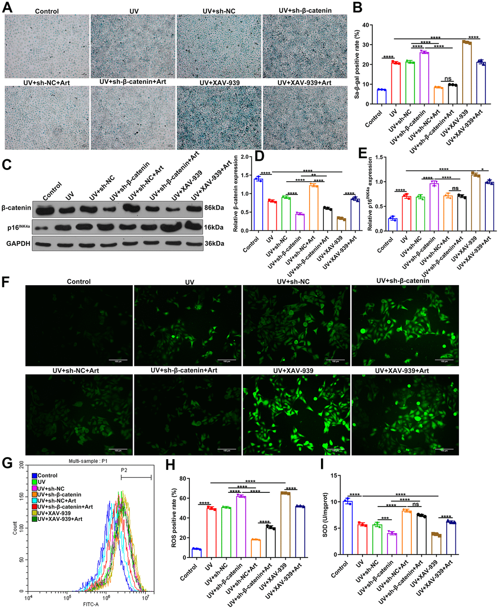 Art treatment inhibits cell senescence, p16INK4a expression and intracellular ROS production and promotes SOD expression in UVB-irradiated HaCaT cells via increasing β-catenin expression. (A, B) SA-β-gal staining for cell senescence in control group, UV group, UV + sh-NC group, UV + sh-β-catenin group, UV + sh-NC + Art group, UV + sh-β-catenin + Art group, UV + XAV-939 group and UV + XAV-939 + Art group. Scale bar: 100 μm. Magnification: 200×. (C–E) Western blot of the expression of β-catenin and p16INK4a in HaCaT cells from each group. (F) Immunofluorescence and (G, H) Flow cytometry of intracellular ROS expression in HaCaT cells from each group. Scale bar: 100 μm. Magnification: 200×. (I) Detection of SOD levels in HaCaT cells from each group. Ns: not significant; *p