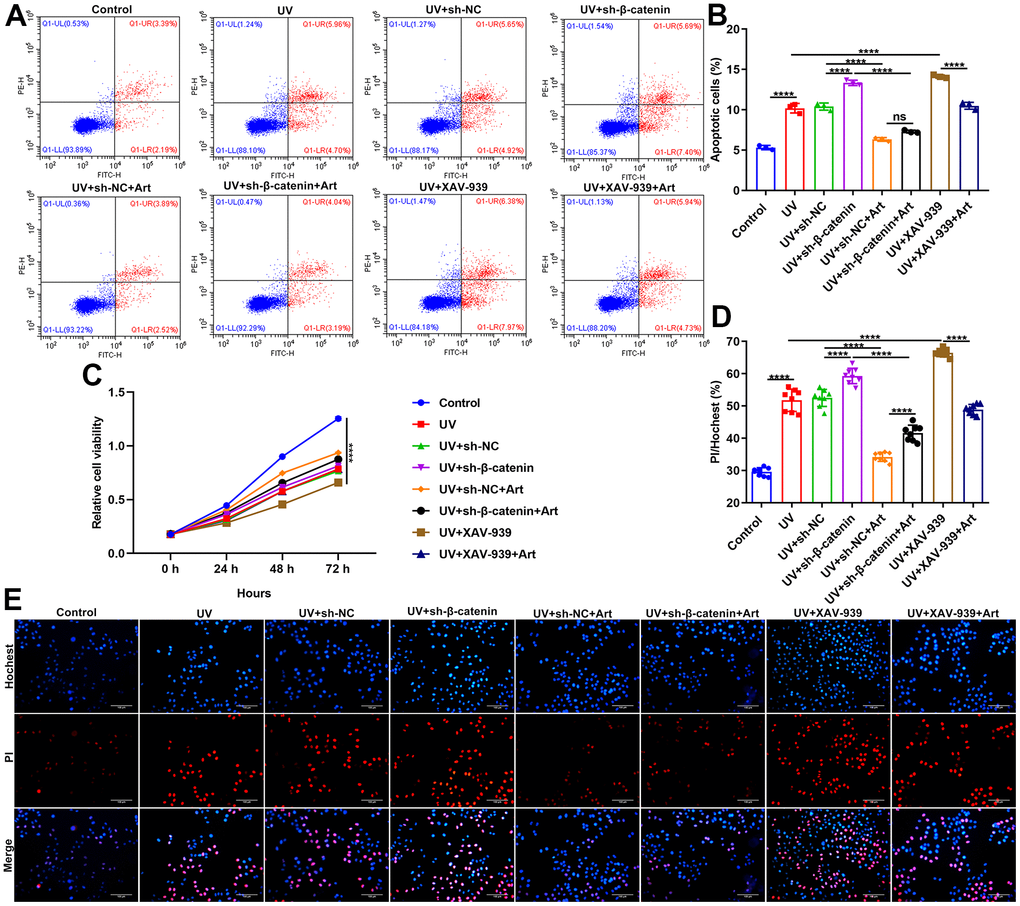 Art treatment inhibits cell apoptosis and enhances proliferation of UVB-irradiated HaCaT cells through increasing β-catenin expression. (A, B) Flow cytometry of apoptotic HaCaT cells in control group, UV group, UV + sh-NC group, UV + sh-β-catenin group, UV + sh-NC + Art group, UV + sh-β-catenin + Art group, UV + XAV-939 group and UV + XAV-939 + Art group. (C) CCK-8 assay for HaCaT cell viability in each group. (D, E) Hoechst/PI staining for morphological changes of HaCaT cell apoptosis in each group. Scale bar: 100 μm. Magnification: 200×. Ns: not significant; ****p