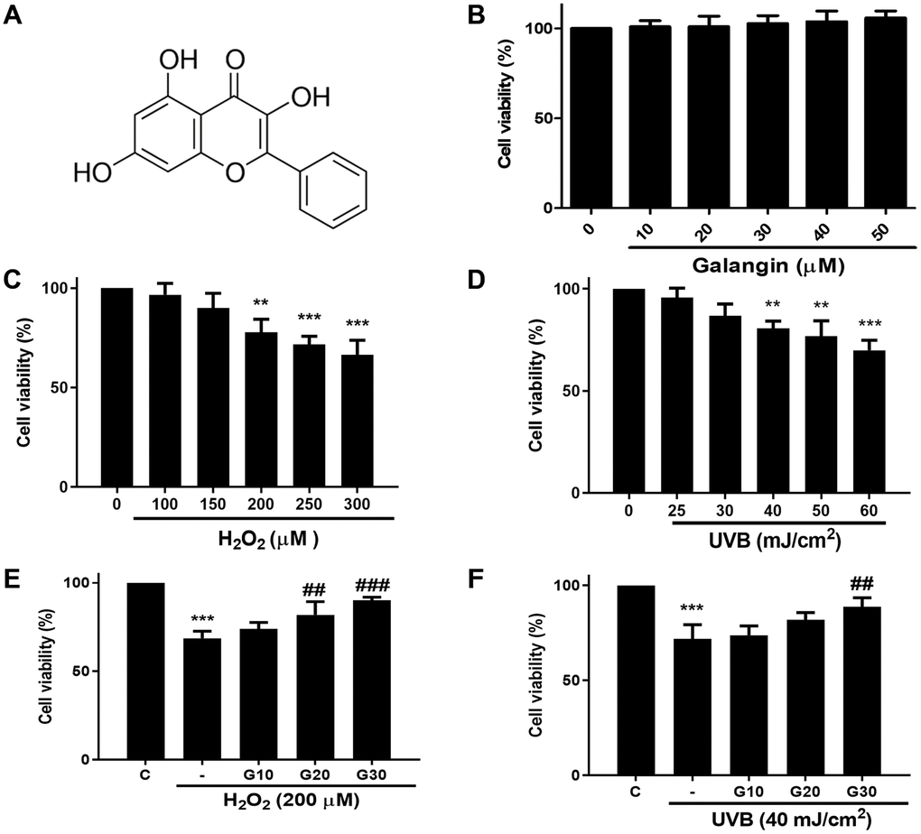 Galangin inhibits UVB/H2O2-induced cytotoxicity in HS68 human dermal fibroblasts. (A) The chemical structure of galangin. (B) Cell viability of HS68 cells treated with different concentrations of galangin (10, 20, 30, 40, 50 μM) for 24 h. (C and D) Cell viability of HS68 cells exposed to different doses of H2O2 (100, 150, 200, 250, 300 μM) or irradiated with UVB (25, 30, 40, 50, 60 J/cm2) for 24 h. (E and F) Cell viability of HS68 cells exposed to H2O2 (200 μM) or irradiated with UVB (40 J/cm2) for 1 h and then treated with galangin (10, 20, 30 μM) for 23 h. The cytoprotective effects of galangin were determined by the MTT assay. Control cells were assigned 100% viability. Values are shown as mean ± SE. Quantification of the results is shown (n = 3) *P **P ***P ##P ###P 2O2 or UVB-treated cells.