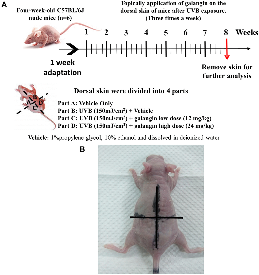 Effect of galangin on UVB-induced C57BL6/J nude mouse skin photodamage. (A) The schematic procedure of animal experiments. Dorsal skin of four-week-old C57BL6/J nude mice (n = 6) was exposed to UVB radiation and treated with galangin once every two days for 8 weeks (B) Photograph depicting wrinkle formation on the dorsal skin of nude mice due to UVB exposure, followed by topical application of galangin.