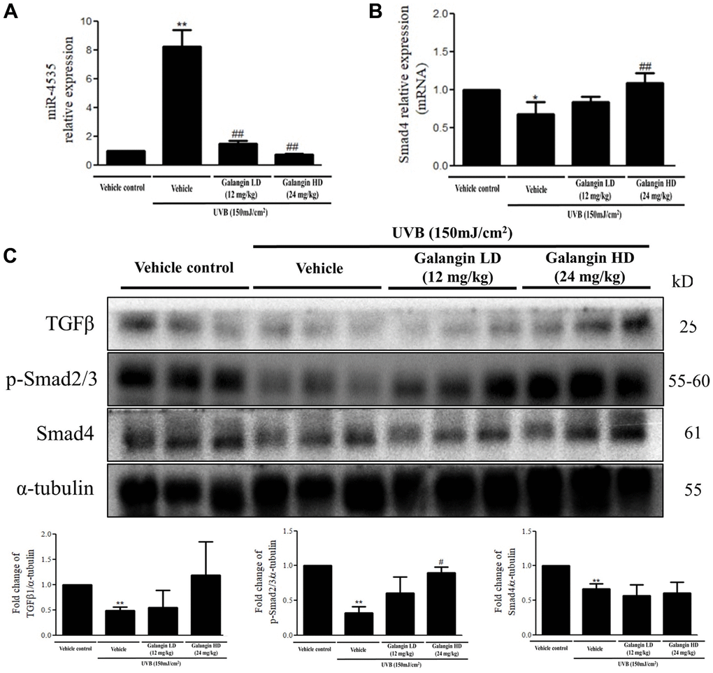 Effects of galangin on the TGFβ/Smad signaling and hsa-miR-4535 expression in UVB-irradiated mice. (A and B) mRNA levels of hsa-miR-4535 and Smad4 from dorsal skin of UVB-exposed mice were detected by qRT-PCR. (C) The protein levels of TGFβ, p-smad2/3, and Smad4 in dorsal skin tissues were detected by western blotting. α-tubulin was used as a loading control. Data are presented as mean ± SD. Quantification of the results are shown; *P **P #P ##P 