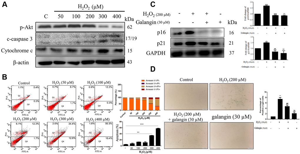 Galangin attenuates H2O2-induced HS68 cell senescence rather than apoptosis. (A) HS68 cells were exposed to different doses of H2O2 (50, 100, 200, 300, 400 μM) for 24 h. Apoptosis and survival-related markers were detected by western blot. (B) Annexin V & PI stained cells were analyzed by flow cytometry to identify the apoptotic cells under H2O2 exposure. (C) HS68 cells were exposed to H2O2 (200 μM) for 1 h and then treated with galangin (30 μM) for 23 h. Aging markers such as p16 and p21 were detected by western blot. GAPDH was used as a loading control. (D) Senescent cells were detected using a senescence-associated β-galactosidase (SA-β-gal) detecting kit. SA-β-gal-positive cells are shown in green color. (C) Values are shown as mean ± SE. Quantification of the results is shown (n = 3) **P ***P ##P ###P 2O2-treated cells.