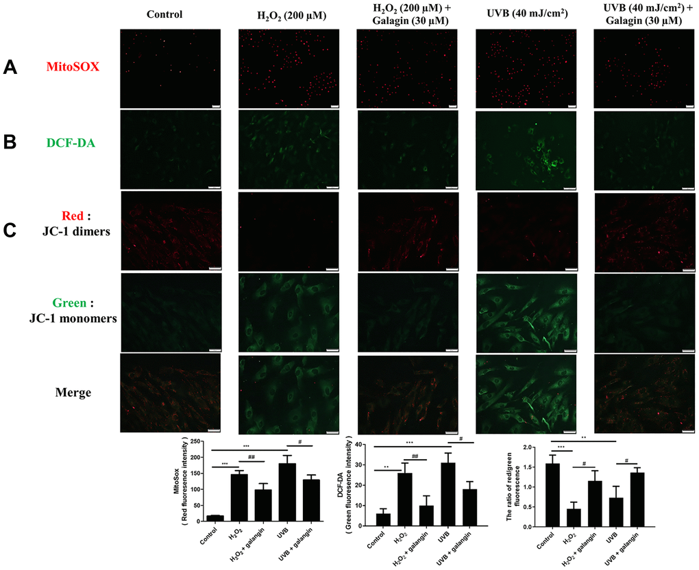 Galangin attenuates UVB/H2O2-induced intracellular and mitochondrial ROS production as well as MMP imbalance in HS68 cells. HS68 cells were exposed to H2O2 (200 μM) for 1 h and then co-treated with galangin (30 μM) for 23 h. HS68 cells were exposed to UVB radiation (40 J/cm2) and then co-treated with galangin (30 μM) for 24 h. (A, B) Intracellular and mitochondrial ROS levels were determined by MitoSOX™ red mitochondrial superoxide indicator (2 μM) and 2′,7′-dichlorofluorescin diacetate (DCF-DA) (5 μM). The mitochondria positive for ROS fluoresced red, while green fluorescence indicated intracellular ROS levels. (C) Mitochondrial membrane potential (MMP) was determined by JC-1 staining. Red fluorescence indicated JC-1 dimers (intact mitochondria) and green fluorescence indicated JC-1 monomers (impaired mitochondria). The images were taken using a florescence microscope. Values are shown as mean ± SE. Quantification of the results is shown (n = 3) **P ***P #P 2O2 or UVB-treated cells.