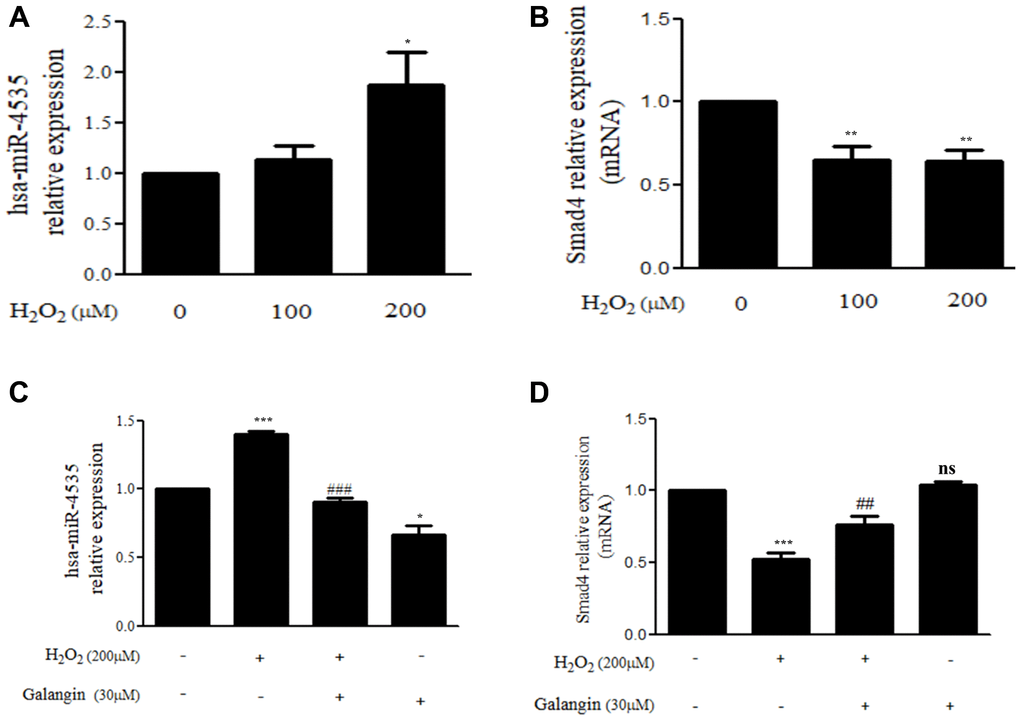 Galangin up-regulates Smad4 expression by decreasing hsa-miR-4535 level. (A, B) HS68 cells were treated with different concentrations of H2O2 (0, 100, 200 μM) for 24 h. (C, D) HS68 cells were exposed to H2O2 (200 μM) for 1 h and then treated with galangin (30 μM) for 23 h. The expression of hsa-miR-4535 and Smad4 were detected by qRT-PCR. Values are shown as mean ± SE. Quantification of the results is shown (n = 3) *P **P ***P ##P ###P 2O2-treated cells.