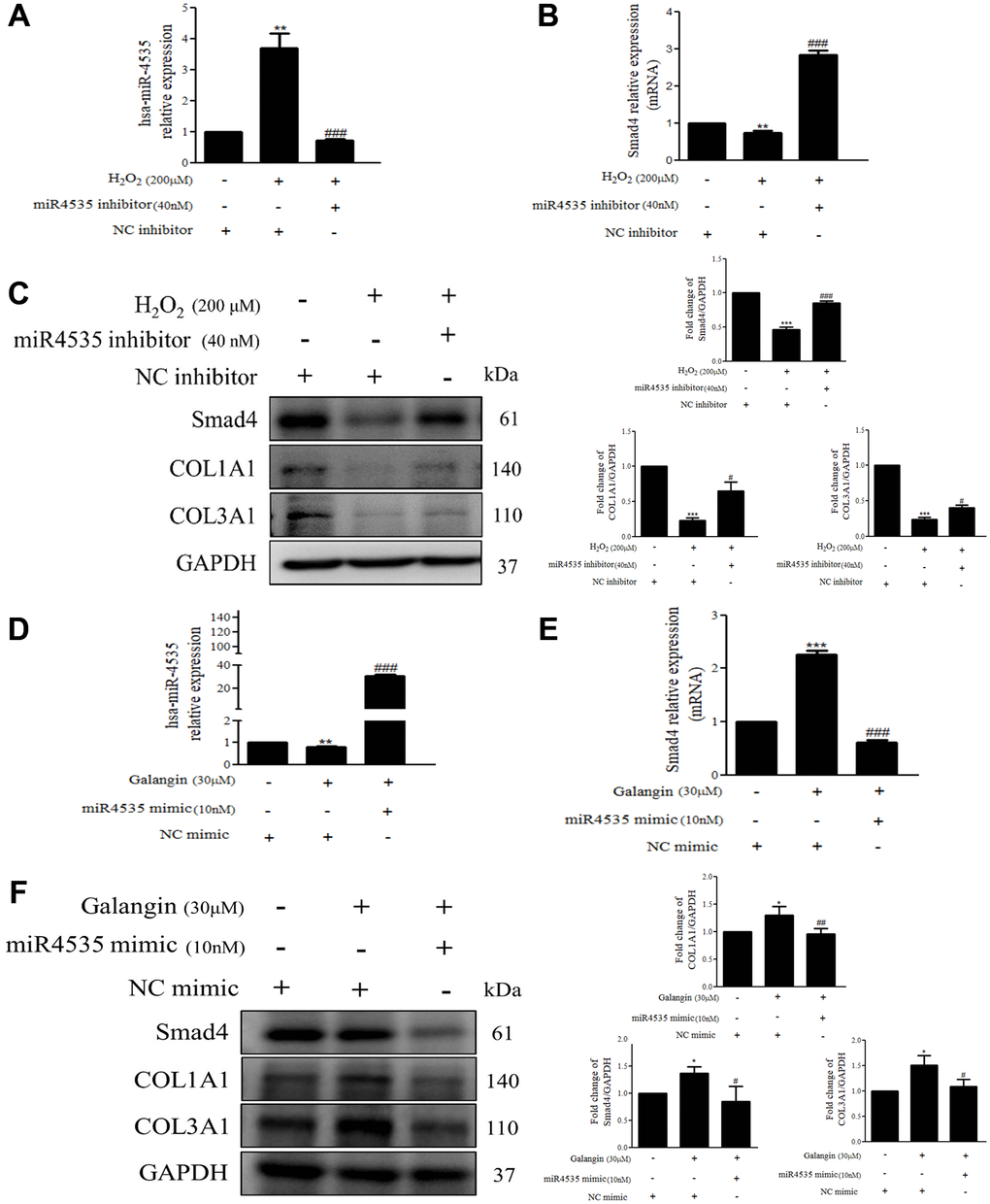 Overexpression or inhibition of hsa-miR-4535 regulates collagen synthesis in HS68 cells. (A–C) HS68 cells were transfected with hsa-miR-4535 inhibitor (40 nM) or inhibitor NC (40 nM) for 1 h and then cotreated with H2O2 (200 μM) for 23 h. (D–F) HS68 cells were transfected with hsa-miR-4535 mimic (10 nM) or mimic NC (10 nM) for 1 h and then co-treated with galangin (30 μM) for 23 h. hsa-miR-4535 levels were detected by qPCR to ensure successful transfection. Protein levels of Smad4, COL1A1, and COL3A1 were analyzed by western blotting. GAPDH was used as a loading control. Values are shown as mean ± SE. Quantification of the results is shown (n = 3) *P **P ***P #P ##P ###P 2O2 or galangin-treated cells.