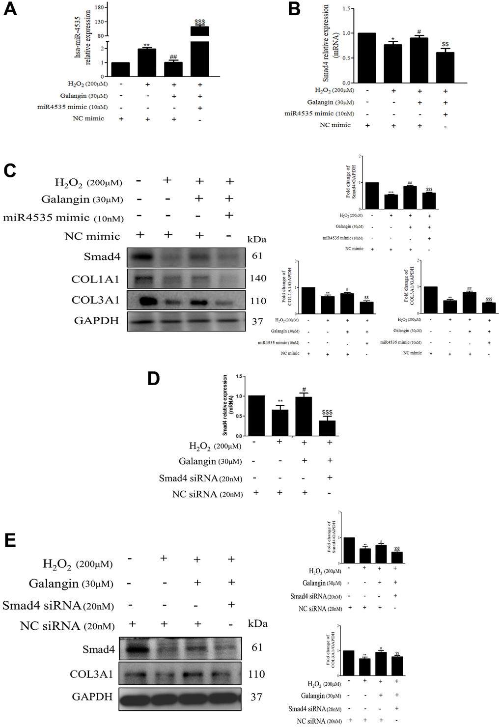 Inhibition of Smad4 by siRNA or hsa-miR-4535 mimic reverses the galangin-mediated enhancement of collagen synthesis in dermal fibroblasts. (A–C) HS68 cells were transfected with hsa-miR-4535 mimic (10 nM) or mimic NC (10 nM) for 1 h followed by cotreatment with galangin (30 μM) and H2O2 (200 μM) for 23 h. Hsa-miR-4535 (A) and Smad4 (B) levels were detected by qPCR to ensure successful transfection. (D–E) HS68 cells were transfected with siRNA Smad4 (20 nM) or siRNA NC (20 nM) for 1 h followed by cotreatment with galangin (30 μM) and H2O2 (200 μM) for 23 h. Smad4 levels were detected by qPCR to ensure successful transfection (D). Protein levels of Smad4, COL1A1 and COL3A1 were analyzed by western blotting (C, E). GAPDH was used as a loading control. Values shown are means ± SE. Quantification of the results is shown (n = 3) *P **P ***P #P ##P 2O2-treated cells; $$P $$$P 2O2 plus galangin-treated cells.