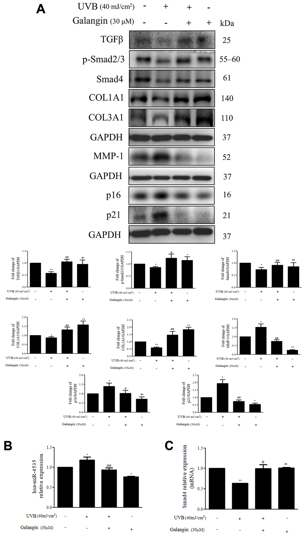 Galangin enhances TGFβ/Smad collagen synthesis pathway and attenuates dermal senescence as well as inhibition of hsa-miR-4535 expression in UVB-exposed HS68 cells. HS68 cells were exposed to UVB (40 mJ/cm2) and then treated with galangin (30 μM) for 23 h. (A) Protein expression of collagen synthesis-related pathway components (TGFβ, p-smad2/3, Smad4, COL1A1, COL3A1), collagen degradation-related protein (MMP-1), and senescence-associated markers (p16 and p21) was detected by western blot. GAPDH was used as a loading control. (B and C) RNA expression of hsa-miR-4535 and Smad4 was detected by qRT-PCR. Values are shown as mean ± SE. Quantification of the results is shown (n = 3) *P **P #P ##P 