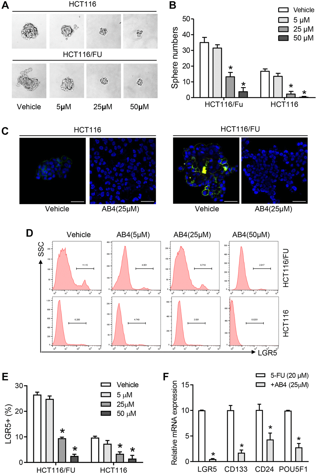 AB4 eliminates colorectal cancer stem cells. (A) Totally 1000 single colorectal cancer cells (HCT116 and HCT116/FU) were cultured in suspension culture system with gradient AB4 treatment (0, 5, 25, 50 μM). Representative images of tumor cell spheres were captured in the 10th day. (B) The numbers of tumor spheres at the tenth day were counted and compared between groups. (C) Confocal assays were performed for the expression of LGR5 (Green) in HCT116 and HCT116/FU cells, which was treated with AB4 for 24 days. Nuclei (blue). (D, E) The percentage of LGR5+ cells of HCT116/FU and HCT116 were analyzed with flowcytometry, which were treated with different concentration of AB4 (0, 5, 25, 50 μM) for 48 h. (F) Relative mRNA expression of cancer stem cell-related genes in AB4 (25 μM)/5-FU (20 μM) treated HCT116/FU cells and only 5-FU treated cells. Data represent three independent experiments, and shown as the means ± SEM. *P 