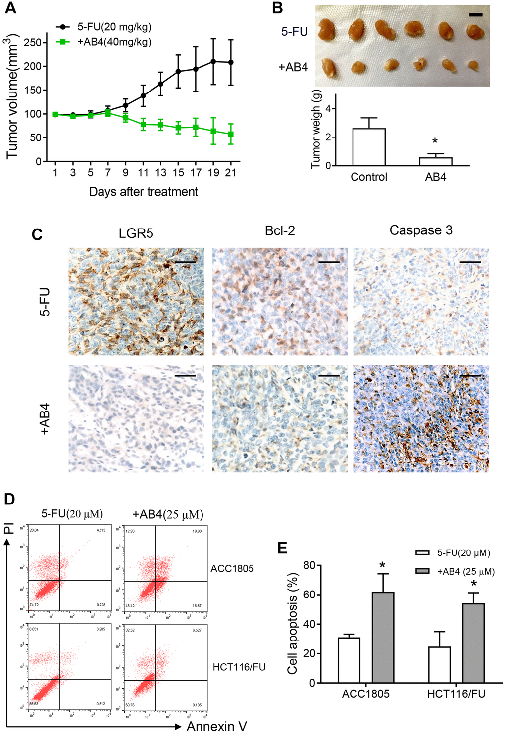 AB4 promotes apoptotic cell death of 5-FU resistant colorectal cancer cells. (A) Xenografts of HCT116/FU cells were implanted subcutaneously until the volume was about 100 mm3 in nude mice. The mice were treated with intravenous infusion of 5-FU (20 mg/kg) or combined with AB4 (40 mg/kg) every three days. Tumor volume was measured in the indicated day. The curves showed the mean volume ± SEM of tumor size. (B) Xenografts were harvested and imagined after 21 days treatment. The tumor volumes were compared between groups. Bar = 1 cm. (C) Representative IHC staining images of the expression of LGR5, bcl-2 and caspase 3 in the xenografts of different group. Bar, 50 μm. (D) HCT116/FU and ACC1805 cells were treated with 25 μM AB4 and 20 μM 5-FU for 48 h. Cells were collected and stained for cell apoptotic analysis by flow cytometry. (E) Statistical analysis of cell apoptosis in different groups as described in (D). The results represent three independent experiments. Data are shown as means ± SEM. *P 