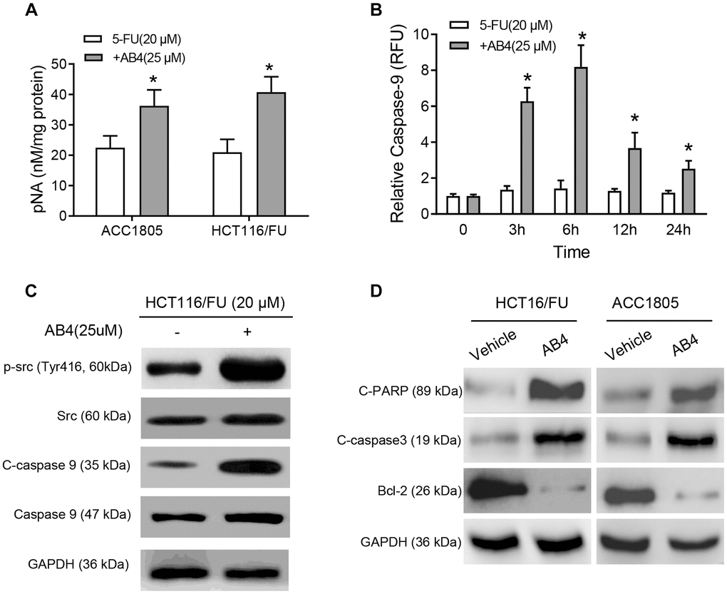 AB4 activates Caspase 9 pathway in 5-FU resistant colorectal cancer cells. (A) HCT116/FU and ACC1805 cells were treated with 25 μM AB4 and 20 μM 5-FU for 48 h. Control groups were treated with 5-FU only. Activity of caspase 3 was measured with pNA concentrations. (B) HCT116/FU cells were treated with 25 μM AB4 and 20 μM 5-FU. The activity of caspase-9 was measured and compared between groups in 0, 3, 6, 12, 24 hours. (C) HCT116/FU cells were treated with 20 μM 5-FU and/or 25 μM AB4. Western blot assays were performed for the Src-caspase-9 signaling pathway activation status. (D) Apoptosis related proteins (cleaved PARP, caspase 3, Bcl-2) were measured with Western blot assays. The results represent three independent experiments. Data are shown as means ± SEM. *P 
