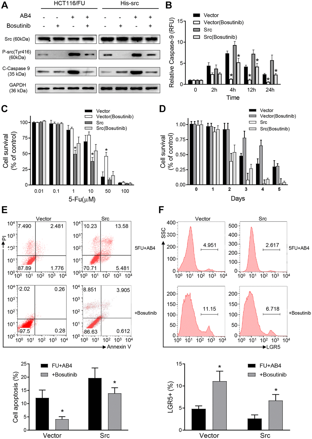 Src promotes synergistic effects of AB4 with 5-FU treatment. (A) HCT116/FU cells were transfected with His-Src or vector plasmids, followed by 25 μM AB4 and 20 μM 5-FU treatment. Bosutinib was used for Src signaling inhibition as indicated. Phosphorylated Src and cleaved caspase-9 protein were measured with Western blot assays. GAPDH was used as loading control. (B) Infected HCT116/FU cells were treated as indicated. Caspase-9 activity was evaluated in the indicated time. (C) MTT assays were performed with the infected HCT116/FU cells with gradient of 5-FU. HCT116/FU-vector cells were also treated with Bosutinib for Src signaling inhibition. (D) Infected HCT116/FU cells were treated with 25 μM AB4, 20 μM 5-FU and Bosutinib for 5 days. Cell viability was examined by MTT assays. (E) Infected HCT116/FU cells were treated with AB4,5-FU and Bosutinib. Cell apoptosis was analyzed by flow cytometry. (F) The percentage of LGR5+ of HCT116/FU-Src and control cells were analyzed by flowcytometry, which were also treated with 25 μM AB4 for 48 h. The results represent at least three independent experiments. Data represent as the means ± SEM. *P 