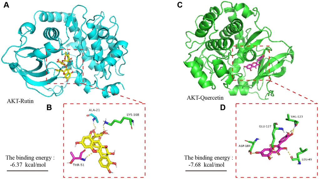 Molecular dynamics simulation of TBF and AKT protein. (A) The spatial binding mode of Rutin and AKT protein. (B) Amino acid residues where Rutin and AKT protein have hydrogen bonds, ALA-21, LYS-168, THR-51. (C) The spatial binding mode of Quercetin and AKT protein. (D) Quercetin and AKT protein have hydrogen bonding amino acid residues, VAL123, GLU-127, ASP-184, LEU-49. The 3D structure of the AKT protein was obtained from the PDB database with the number 3ow3. TBF contains 36.3% rutin and 58.2% quercetin. The 3D structure of rutin and quercetin came from PubChem, and then stored in PyMOL as pdbqt mode. AutoDock 4 was used to simulate the molecular docking of AKT with rutin and quercetin. The simulation was obtained by the software AutoDock 4, and the molecular docking pattern is obtained by the software PyMOL. The number of molecular docking simulations was performed 2.5 × 106.