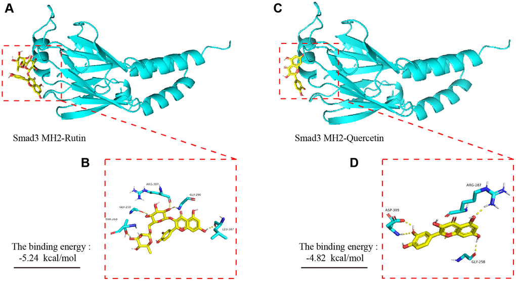 Molecular dynamics simulation of TBF and Smad 3 MH2 domain. (A) The spatial binding mode of Rutin and Smad3 MH2 domain protein. (B) Rutin and MH2 domain protein have hydrogen bonding amino acid residues, ALA-21, LYS-168, THR-51. (C) The spatial binding mode of Quercetin and MH2 domain protein. (D) Quercetin and MH2 domain protein have hydrogen bonding amino acid residues, VAL123, GLU-127, ASP-184, LEU-49. The 3D structure of the Smad 3 MH2 domain is obtained from the PDB database, and the number is 1MJS. TBF contains 53.6% rutin and 37.2% quercetin. The 3D structure of rutin and quercetin came from PubChem, and then stored in PyMOL as pdbqt mode. AutoDock 4 was used to simulate the molecular docking of AKT with rutin and quercetin. The simulation is obtained by the software AutoDock 4, and the molecular docking pattern is obtained by the software PyMOL. The number of calculations for molecular docking simulation is executed 2.5 × 106.