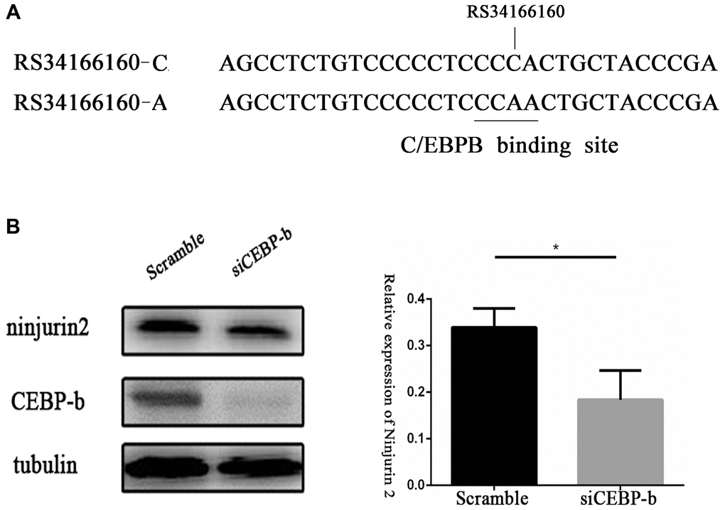 Transcriptional factor CCAAT-box/enhancer-binding protein beta (C/EBP beta) regulates the expression of NINJ2. (A) A schematic diagram shows the predicted binding sites of C/EBP beta in the genomic region overlapping rs34166160 harbored A allele not C allele. (B) Knockdown of the expression of C/EBP beta in HUVEC resulted in the decrease of NINJ2 expression (P NINJ2. Three independent experiments were performed. Error bars represent standard deviation (SD).