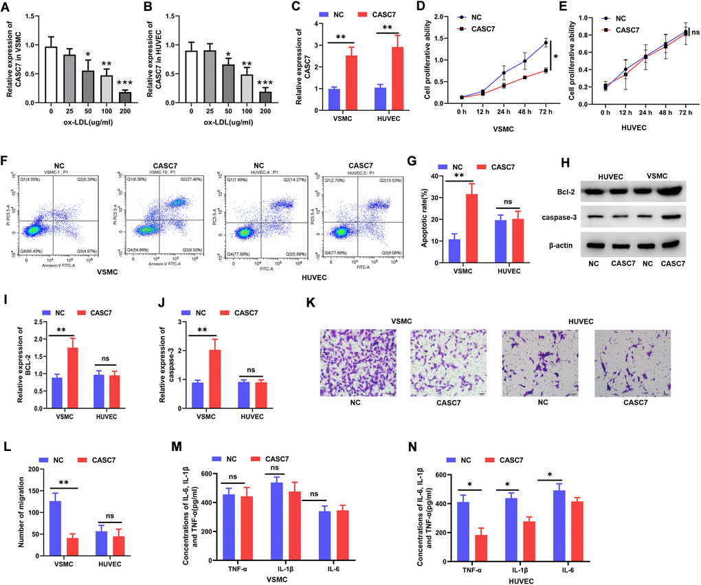 CASC7 inhibits proliferation and promotes apoptosis of VSMC and suppresses inflammatory responses of HUVEC. (A, B) qRT-PCR was carried out to measure CASC7 levels within ox-LDL-treated HUVEC and VSMC. (C) Expression of CASC7 in VSMC and HUVEC was determined with qRT-PCR. (D, E) Cell viability was evaluated by CCK-8 assays. (F, G). Flow cytometry was performed to analyze apoptosis in HUVEC and VSMC. (H–J) Caspase-3 and Bcl-2 protein expression was measured through Western blot assays. (K, L) Transwell assays were performed to evaluate cell invasion. (M, N) ELISA was conducted to detect expression of TNF-α, IL-6 and IL-1β. Typical images for HUVEC and VSMC (400×) are presented. Results are expressed as mean ± SD. *P **P ***P 