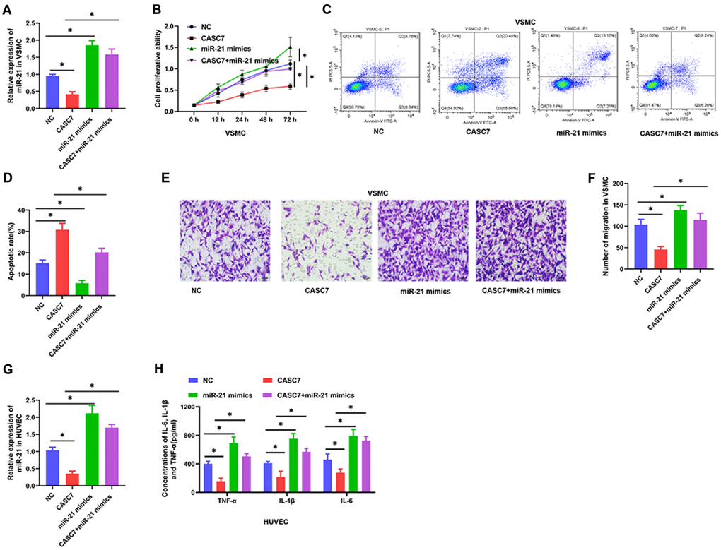 miR-21 reverses the biological effects of CASC7 on VSMC and HUVEC. (A) Expression of miR-21 in VSMC as detected by qRT-PCR. (B) Cell viability evaluated by CCK-8 assays. (C and D). Apoptosis rates of VSMC were tested by flow cytometry. (E and F) Invasion capability was evaluated by Transwell invasion assays. (G) Expression of miR-21 in HUVEC as detected by qRT-PCR. (H) Levels of inflammatory factors, including TNF-α, IL-1β and IL-6, were detected by ELISA. Photomicrographs show representative images of the VSMC and HUVEC (400×). Data are presented as mean ± SD. *P 