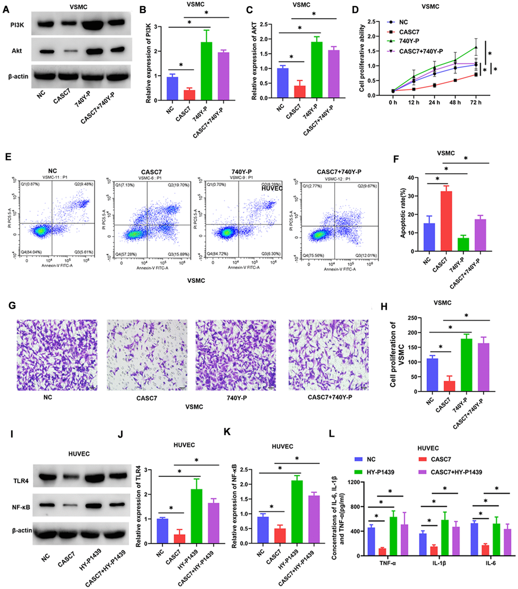 Upregulated PI3K and TLR4 blocks the biological effects of CASC7 on VSMC and HUVEC, respectively. (A–C) Expression levels of PI3K and Akt in VSMC were determined by Western blot assays. (D) Cell viability of VSMC cells was evaluated by CCK-8 assays. (E, F) Apoptosis rates of VSMC were tested by flow cytometry. (G, H) Invasion capability was evaluated by Transwell invasion assays. (I–K) Expression of TLR4 and NF-κB in HUVEC were quantified by Western blot assays. (L) Levels of inflammatory factors, including TNF-α, IL-1β and IL-6, were detected by ELISA. Photomicrographs show representative images of the VSMC and HUVEC (400×). Data are presented as mean ± SD. *P 