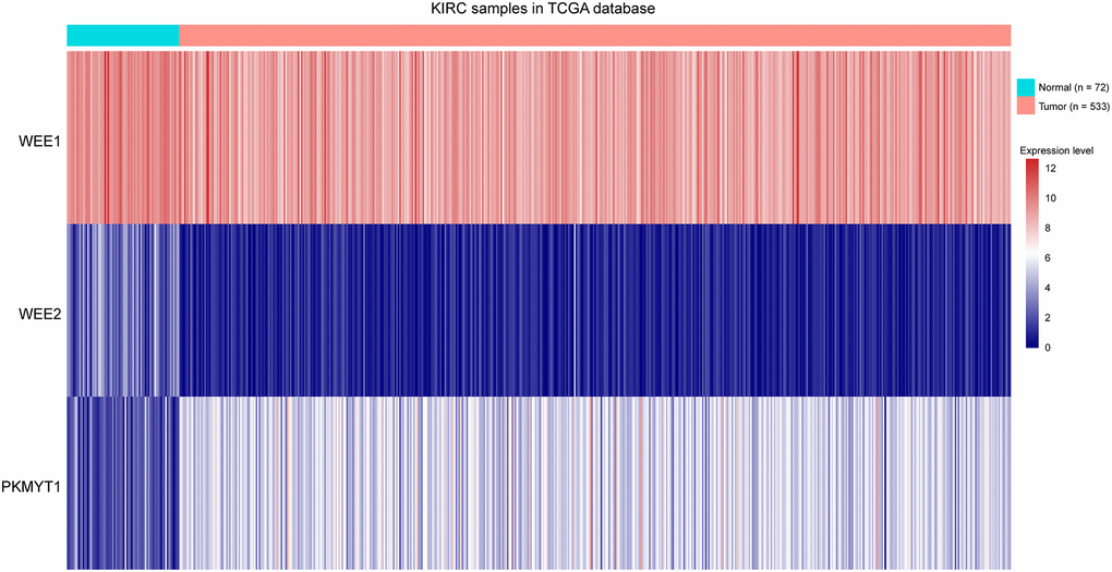Heat map showing expression levels of three members of WEE family kinases in ccRCC tumors compared to normal tissue samples.