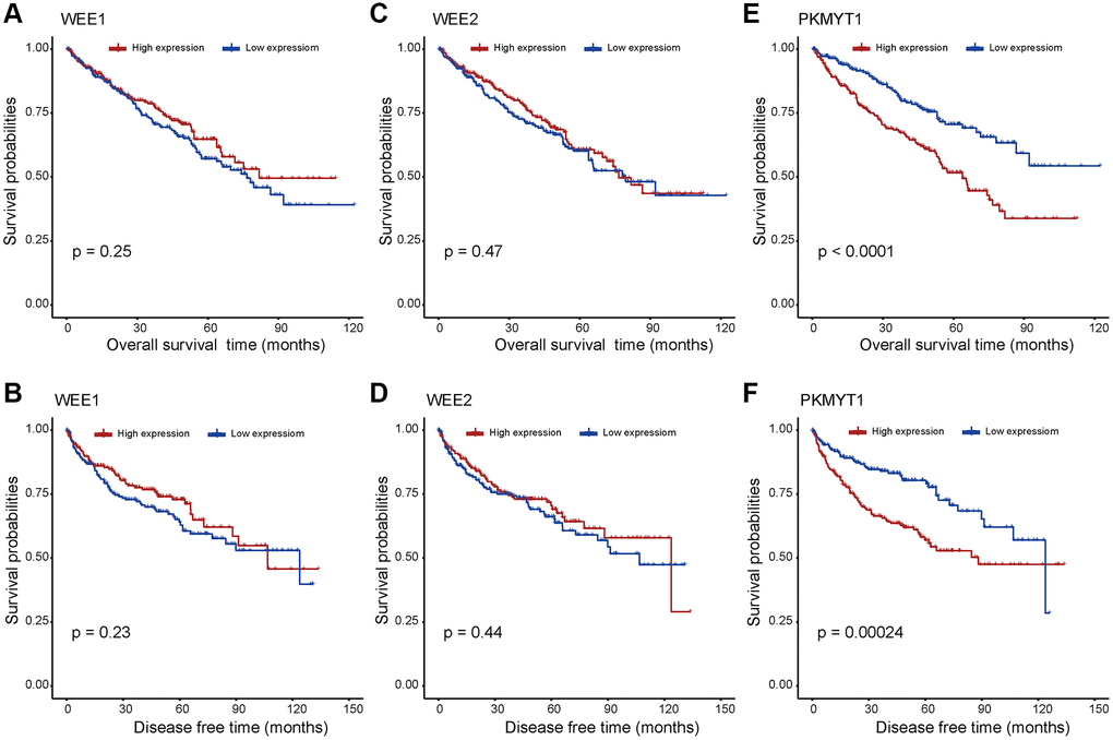 Survival analysis for WEE family kinases. The overall survival and disease free survival between the high and low expression groups of WEE1 (A, B) and WEE2 (C, D) displayed no significant difference. However, the high expression group of PKMYT1 tended to have lower overall survival (E) and disease free survival (F) in ccRCC.