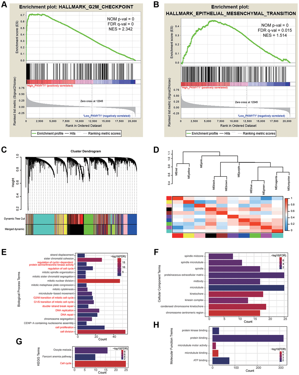 Functional enrichment analysis. Gene set enrichment analysis showed that high PKMYT1 expression was associated with the biological process of epithelial–mesenchymal transition (A) and G2M checkpoint (B). (C) The modules were identified by weighted gene co-expression network analysis. (D) Correlations between modules. The results of enriched terms for genes in the green module, including biological process (E), cellular component (F) molecular function (G) and KEGG (H).